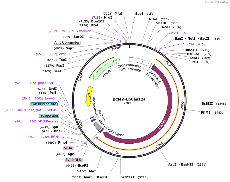 213743-plasmid-map-sequence-id-422197