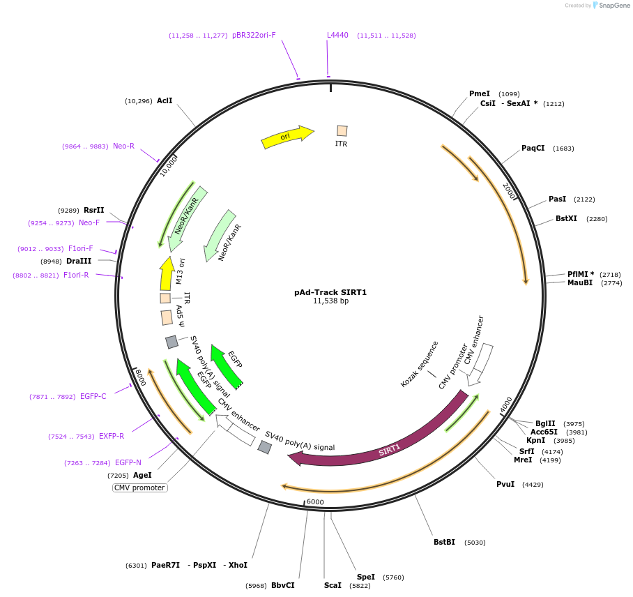 8440-plasmid-map-sequence-id-422204
