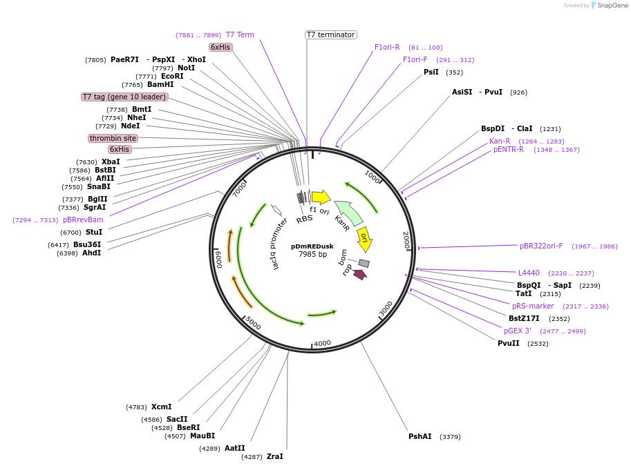 213701-plasmid-map-sequence-id-422226