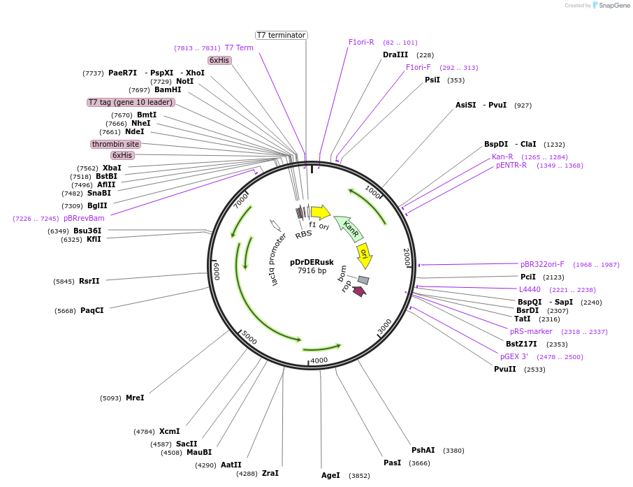 213703-plasmid-map-sequence-id-422228