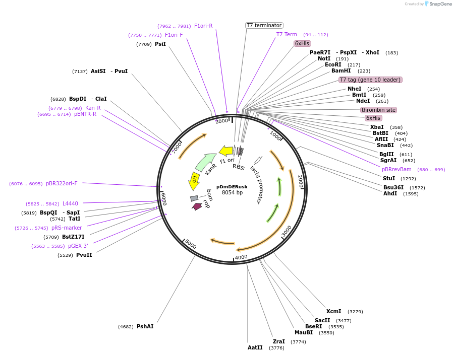 213702-plasmid-map-sequence-id-422230