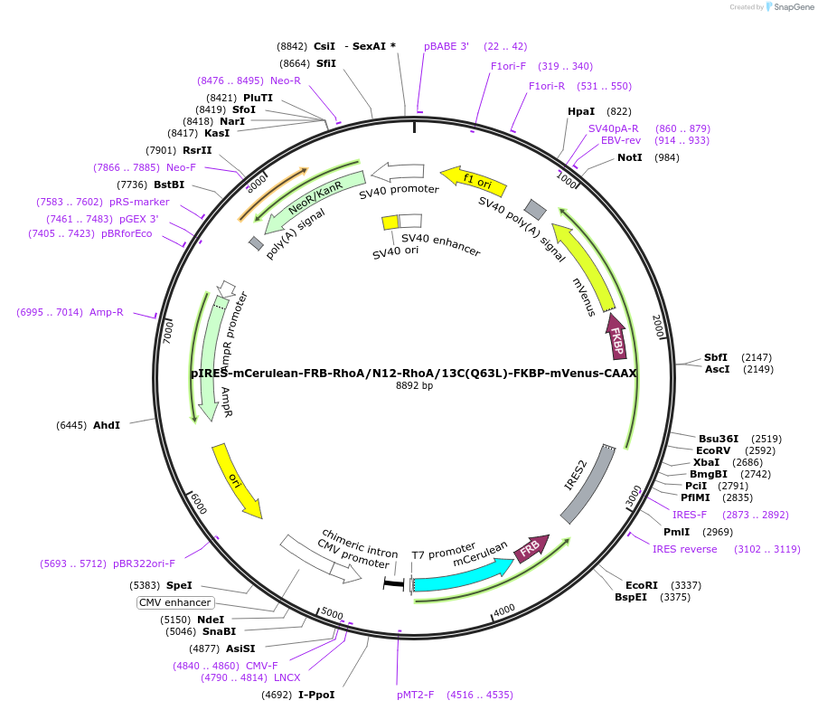 214282-plasmid-map-sequence-id-422245