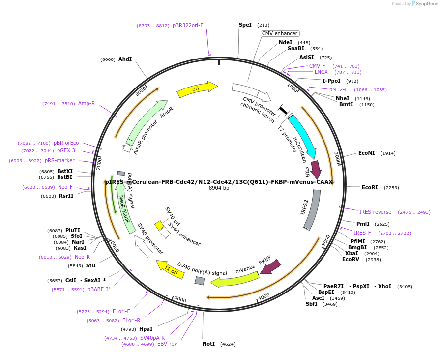 214278-plasmid-map-sequence-id-422249