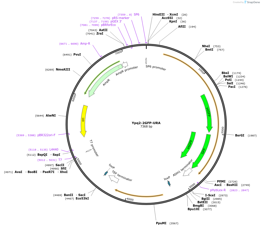 207010-plasmid-map-sequence-id-422256