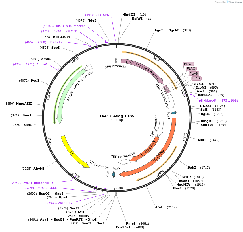 207015-plasmid-map-sequence-id-422262