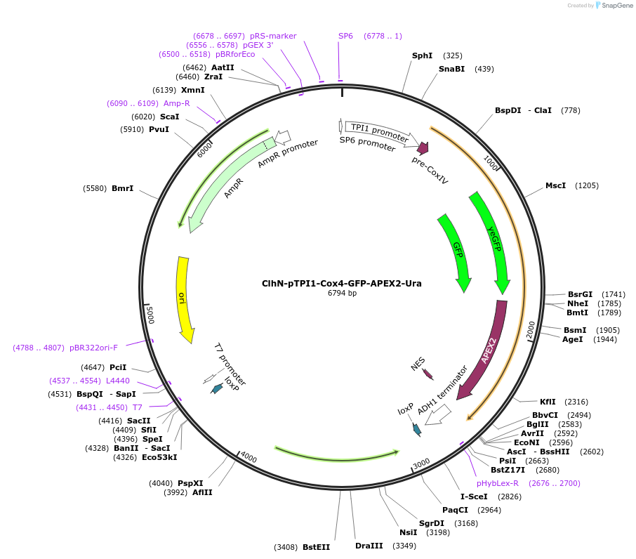 207075-plasmid-map-sequence-id-422271