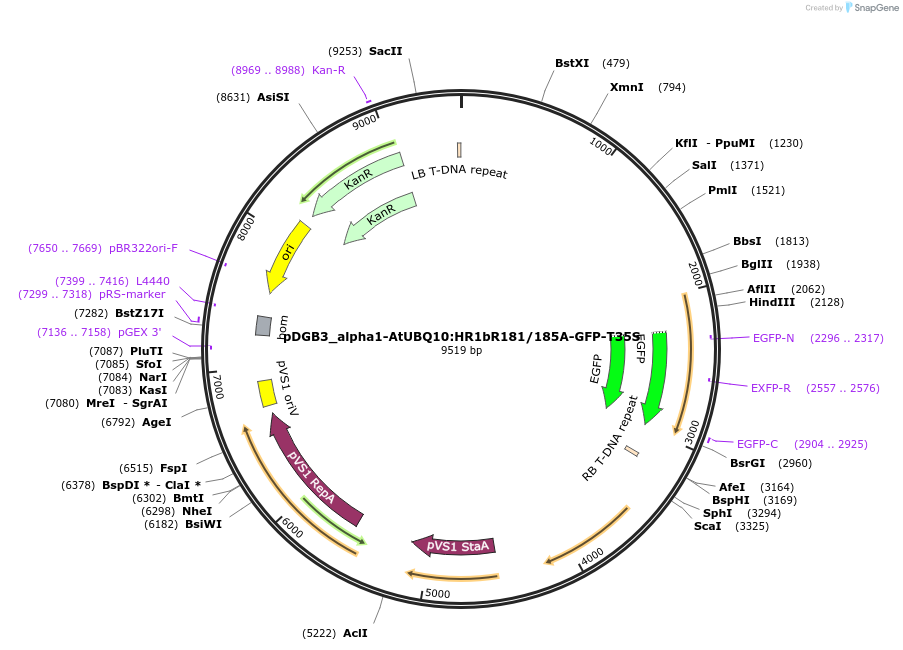 211839-plasmid-map-sequence-id-422273