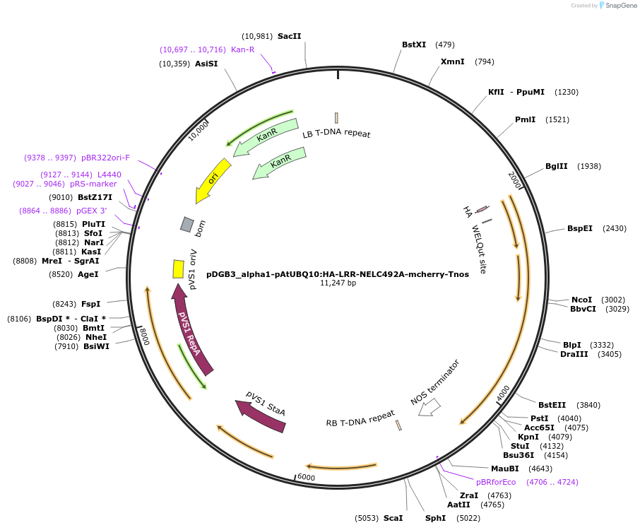 211843-plasmid-map-sequence-id-422274