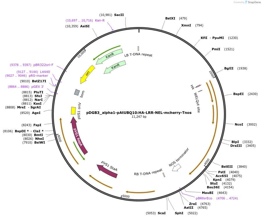 211840-plasmid-map-sequence-id-422276