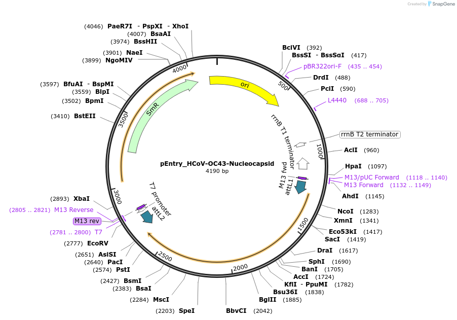 168947-plasmid-map-sequence-id-422277