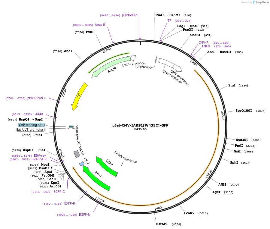 212323-plasmid-map-sequence-id-422284