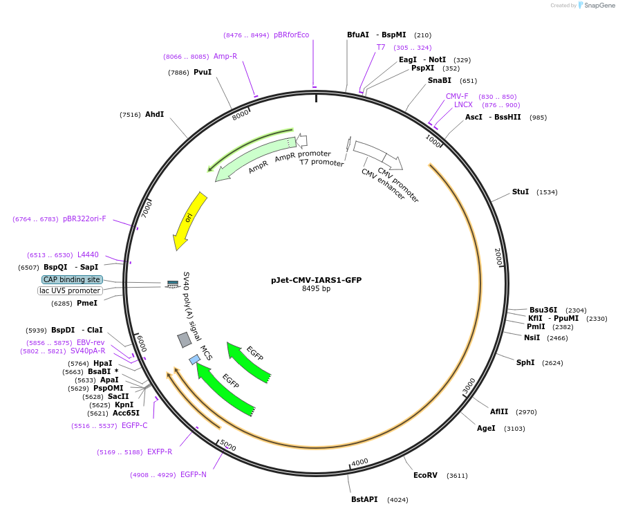 212322-plasmid-map-sequence-id-422287