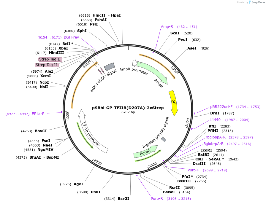213920-plasmid-map-sequence-id-422300