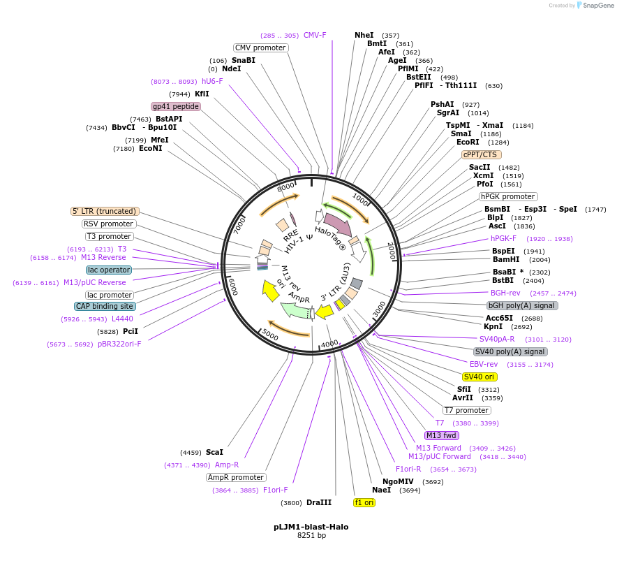 213923-plasmid-map-sequence-id-422306
