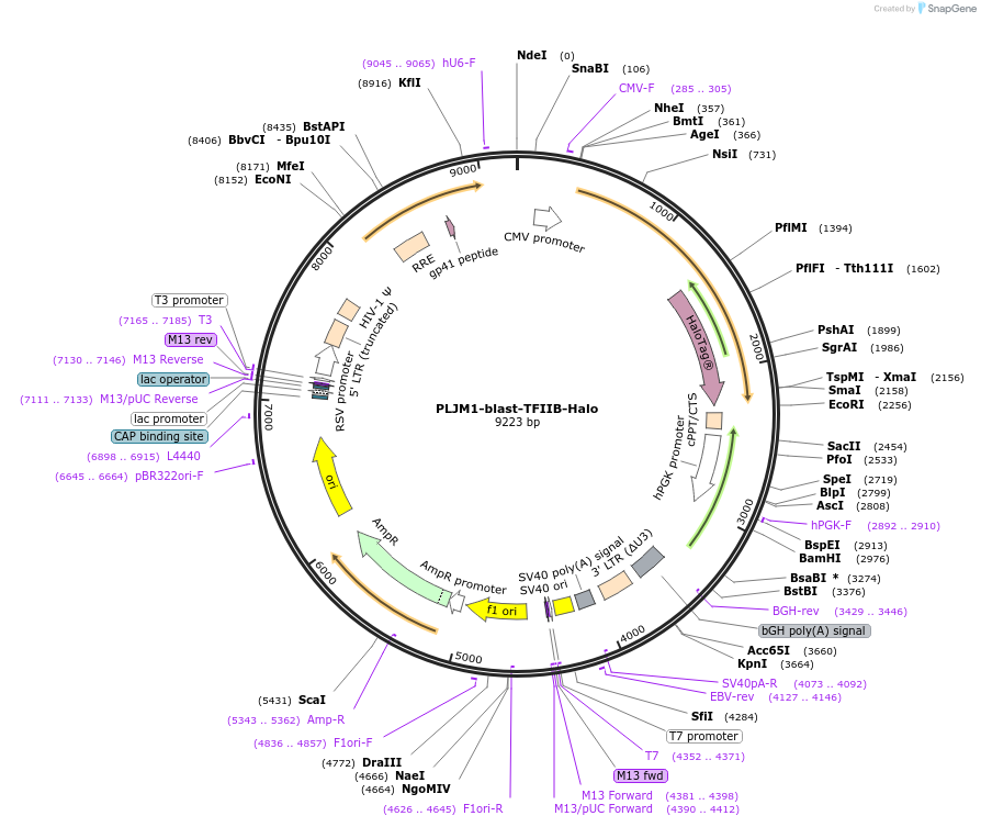 213924-plasmid-map-sequence-id-422307
