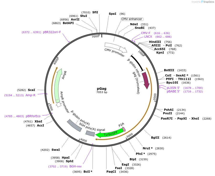 212630-plasmid-map-sequence-id-422314