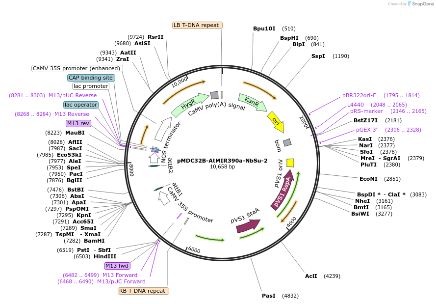 213400-plasmid-map-sequence-id-422344
