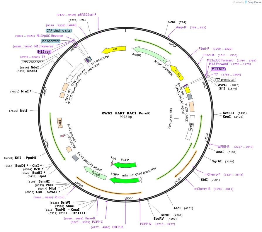 207400-plasmid-map-sequence-id-422346