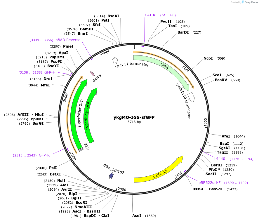 207231-plasmid-map-sequence-id-422348
