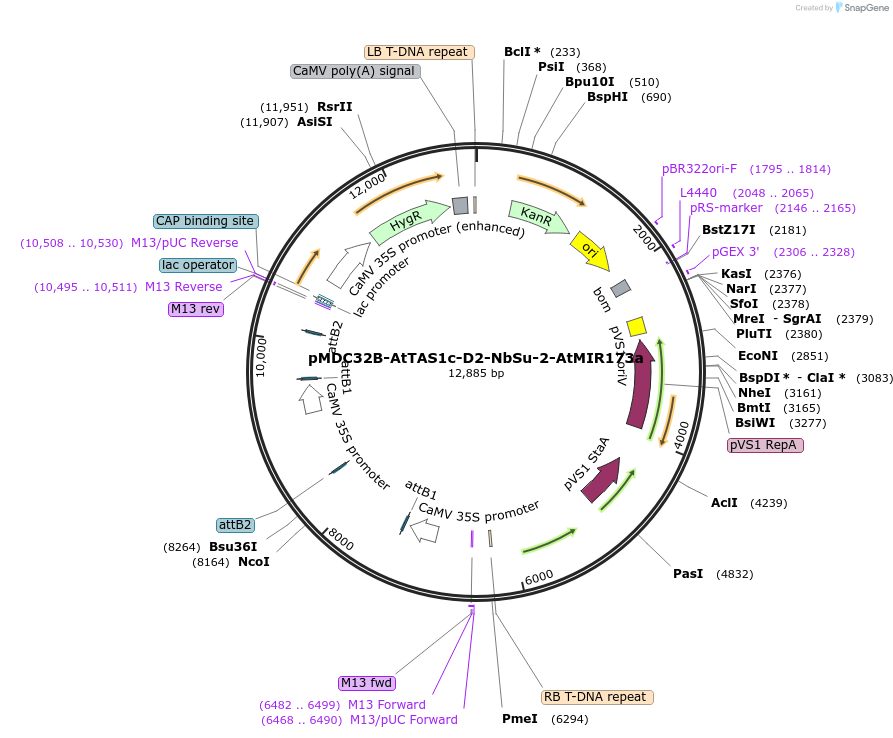 213401-plasmid-map-sequence-id-422351