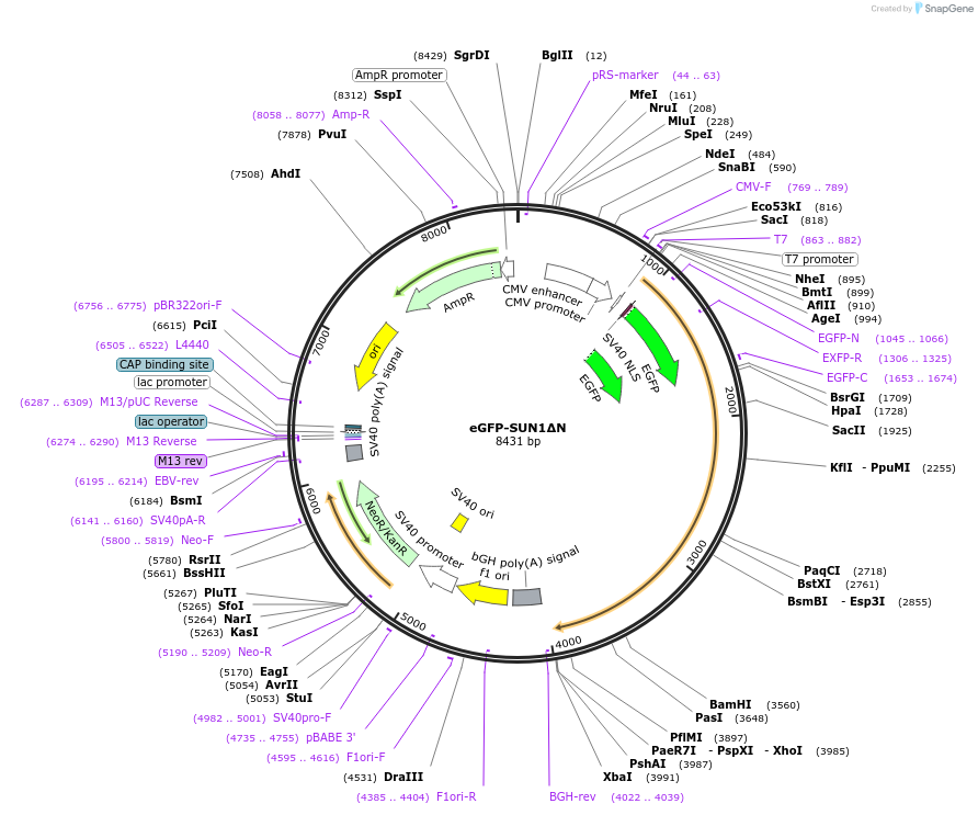 213508-plasmid-map-sequence-id-422352