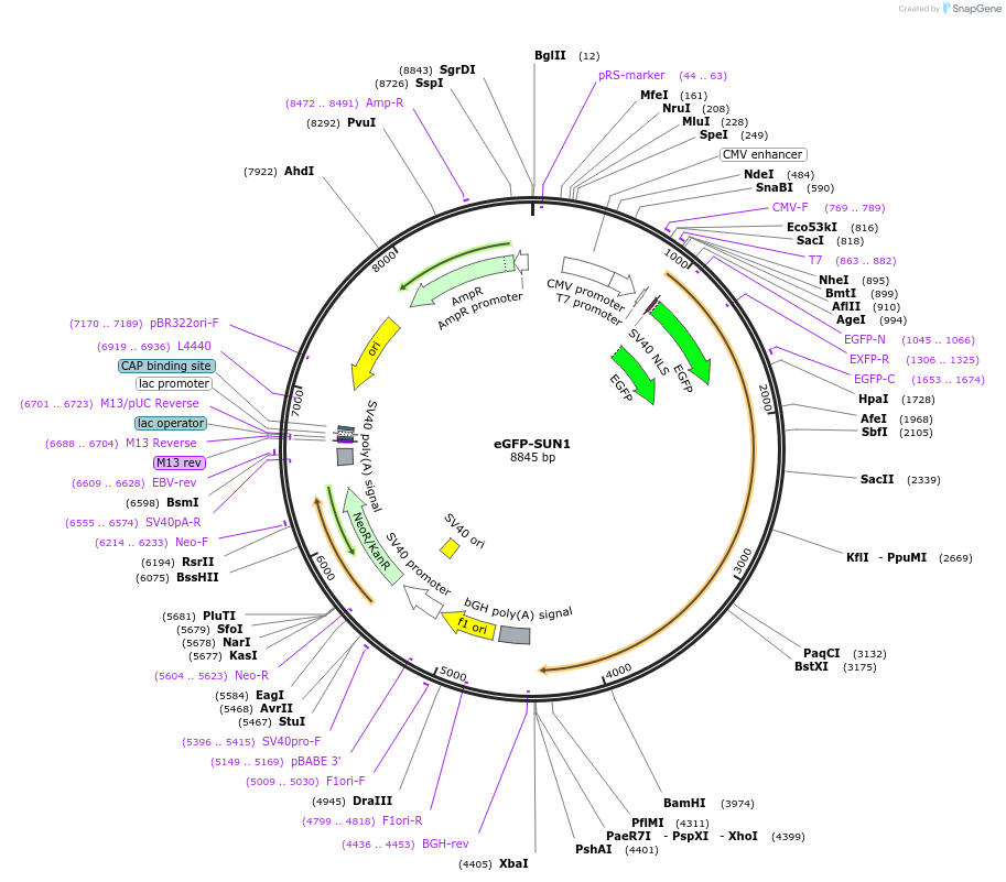 213515-plasmid-map-sequence-id-422354