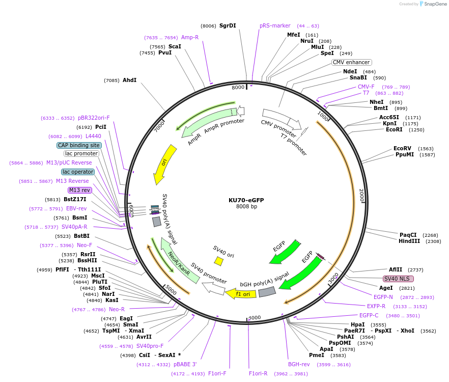 213517-plasmid-map-sequence-id-422356