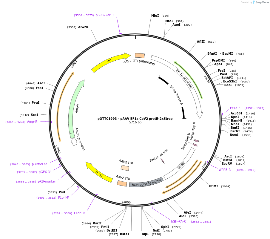 213543-plasmid-map-sequence-id-422371