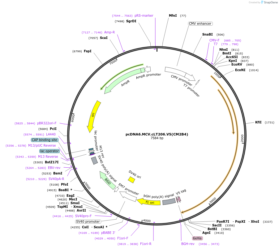 28189-plasmid-map-sequence-id-422374