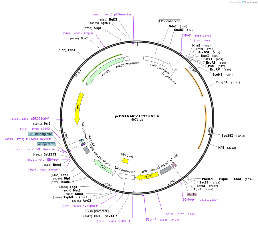 28193-plasmid-map-sequence-id-422376