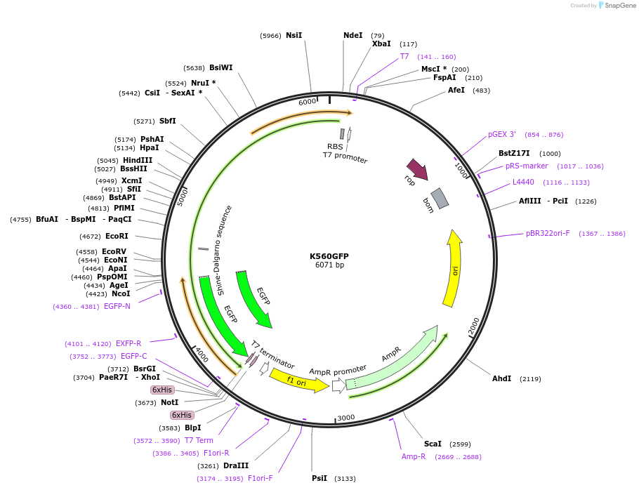 129761-plasmid-map-sequence-id-422377
