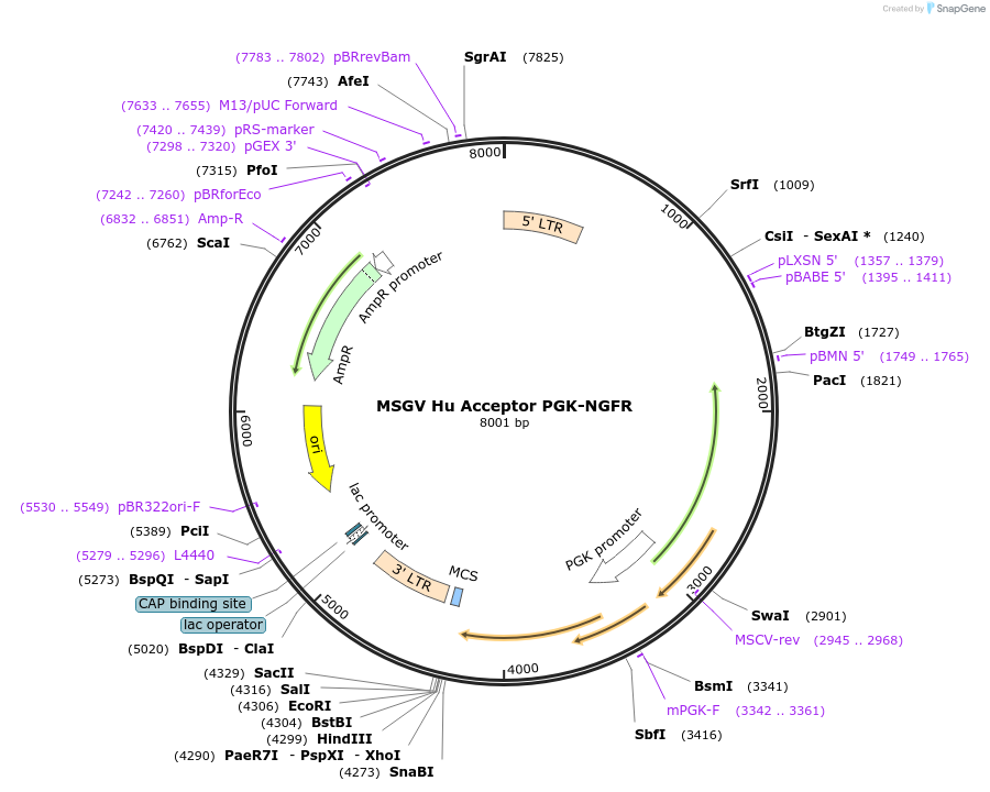 64270-plasmid-map-sequence-id-422379