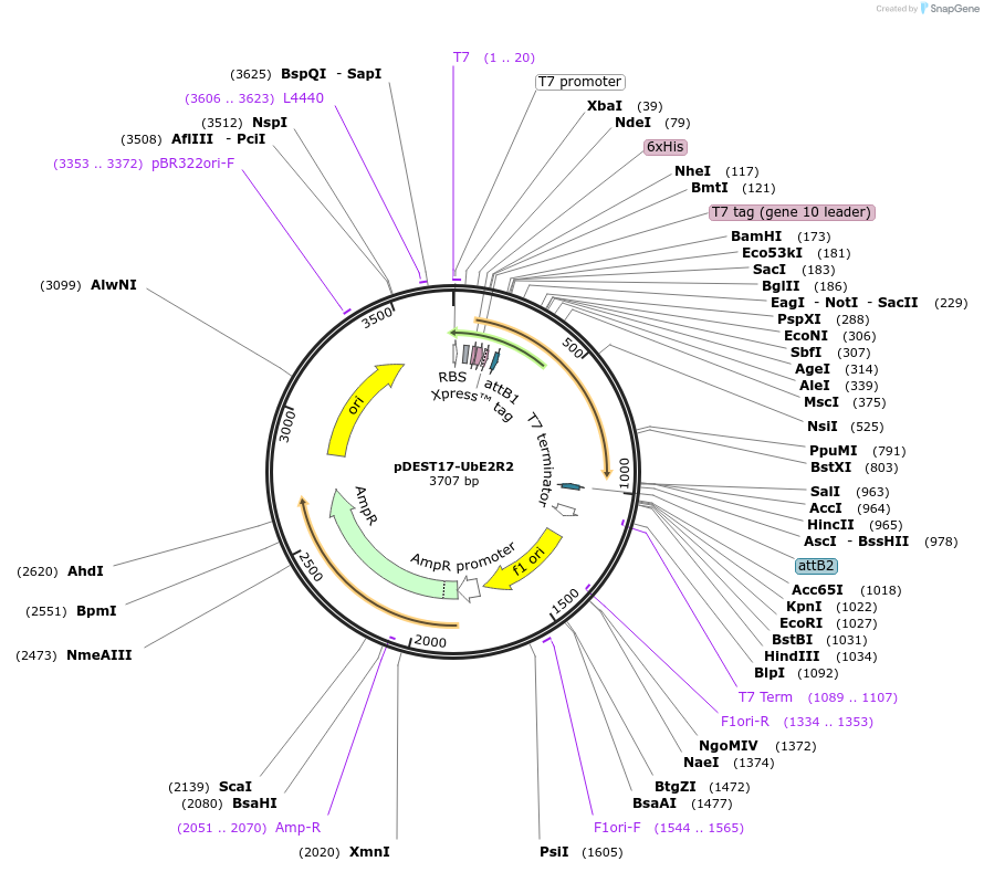 15806-plasmid-map-sequence-id-422381