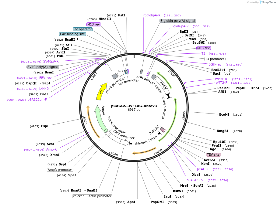 213727-plasmid-map-sequence-id-422406