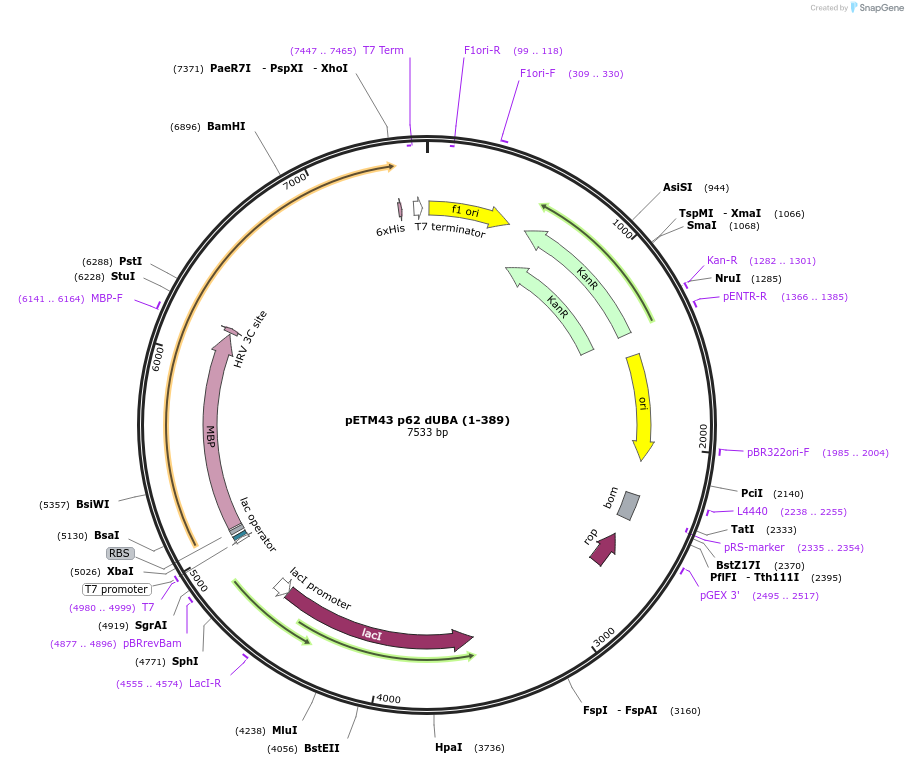 210426-plasmid-map-sequence-id-422408