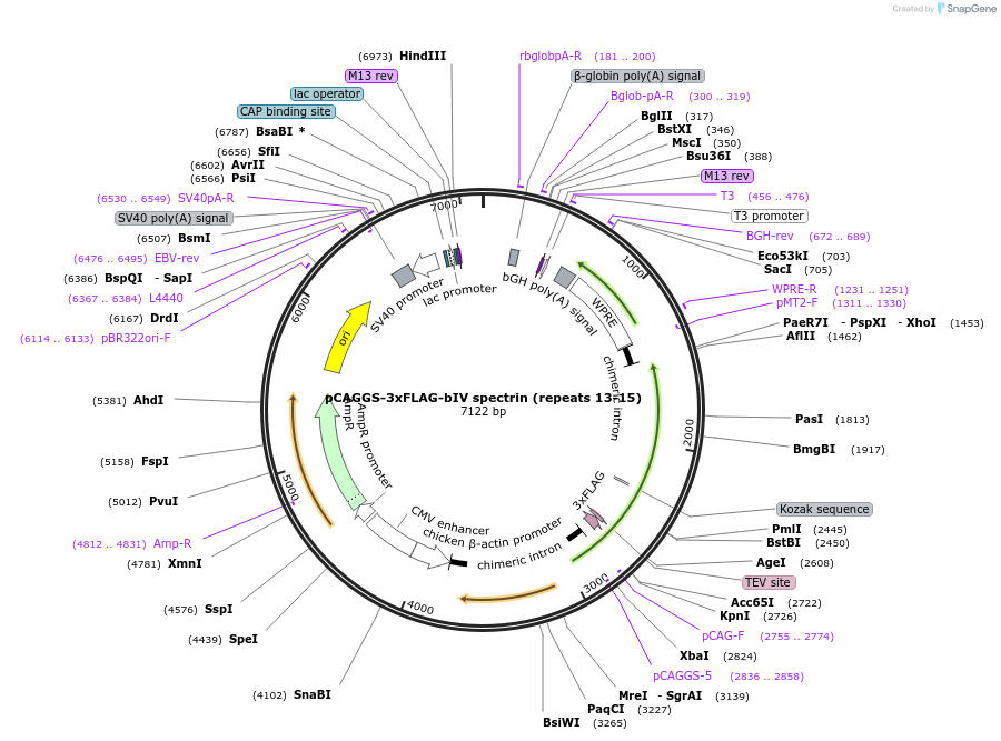 213728-plasmid-map-sequence-id-422465
