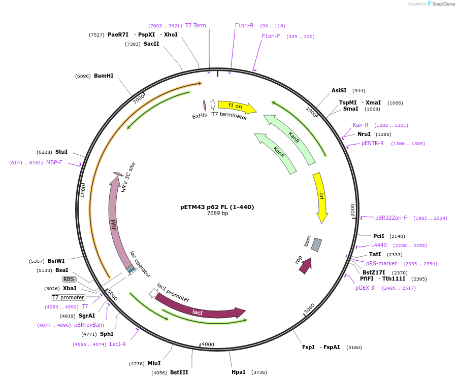 210425-plasmid-map-sequence-id-422466