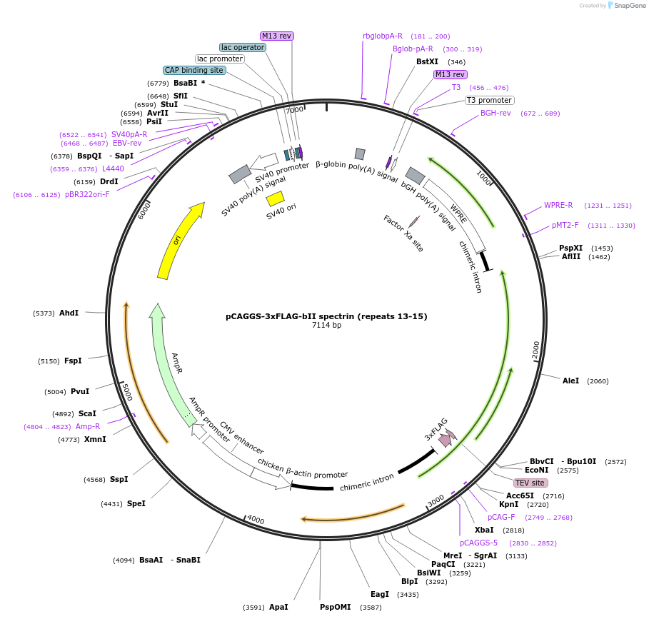 213729-plasmid-map-sequence-id-422467