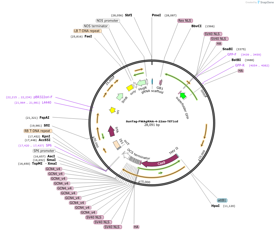106435-plasmid-map-sequence-id-422469