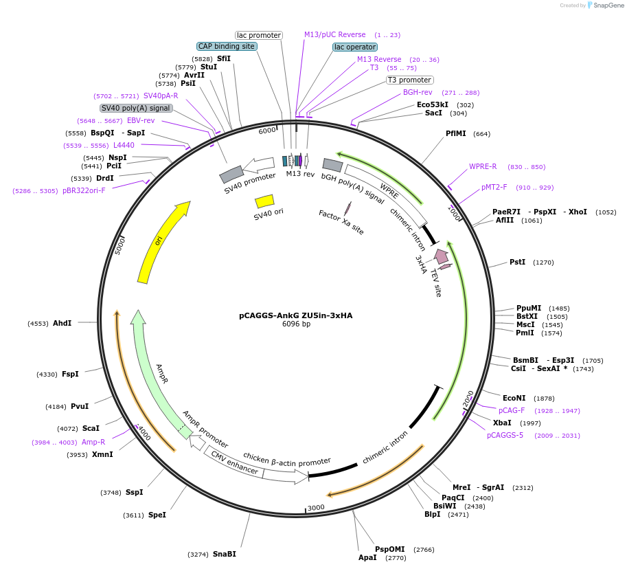 213730-plasmid-map-sequence-id-422470