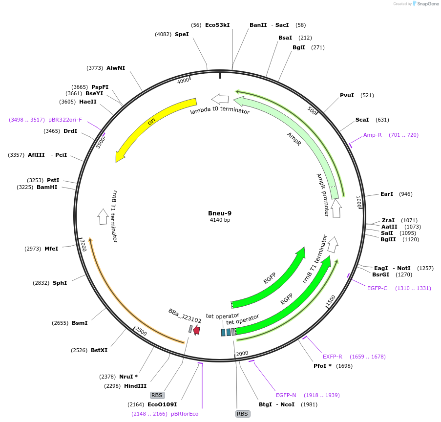 205214-plasmid-map-sequence-id-422483