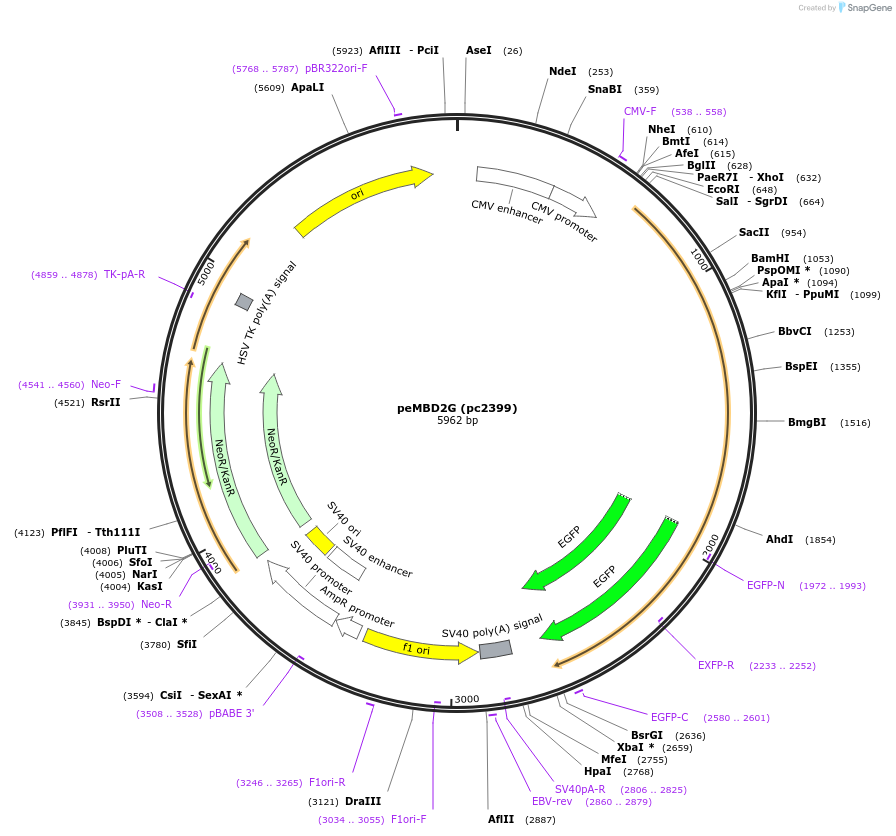 211572-plasmid-map-sequence-id-422492