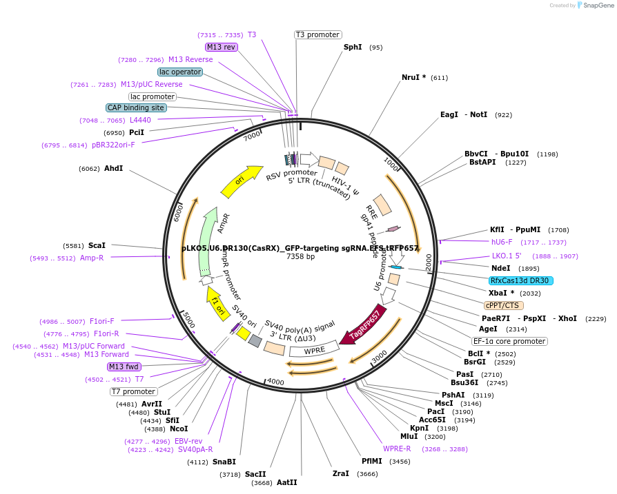 212963-plasmid-map-sequence-id-422499
