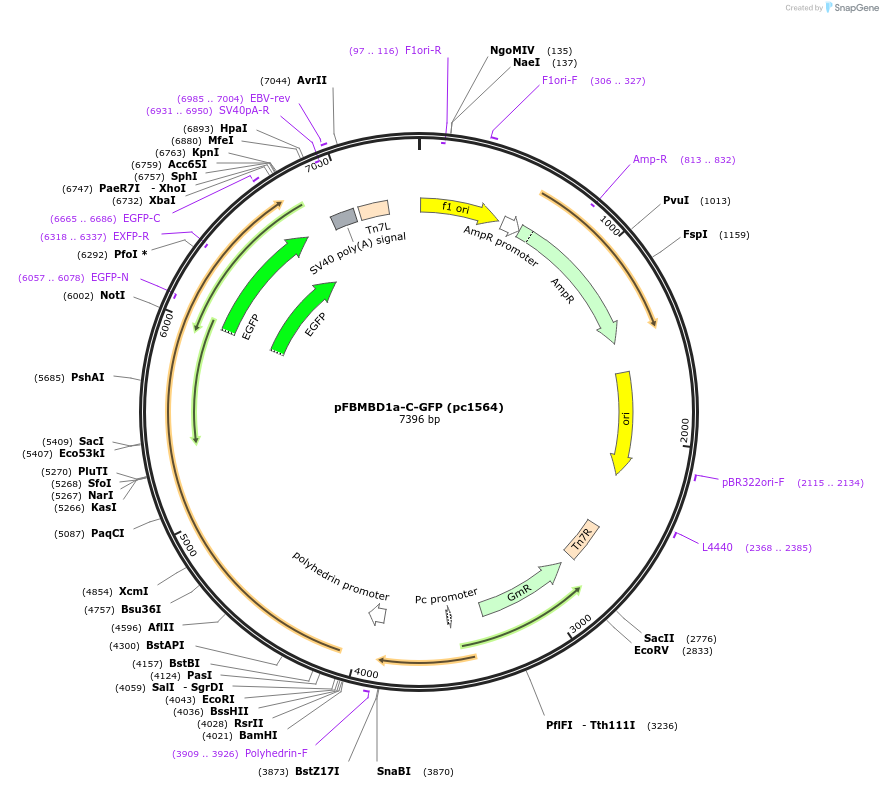 211711-plasmid-map-sequence-id-422500