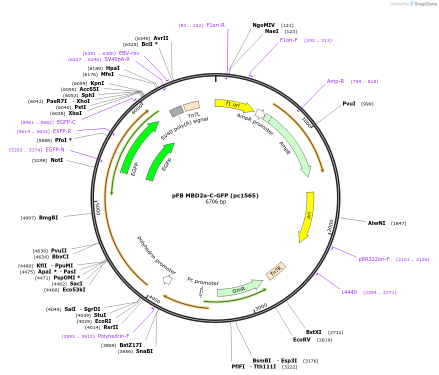 211712-plasmid-map-sequence-id-422501