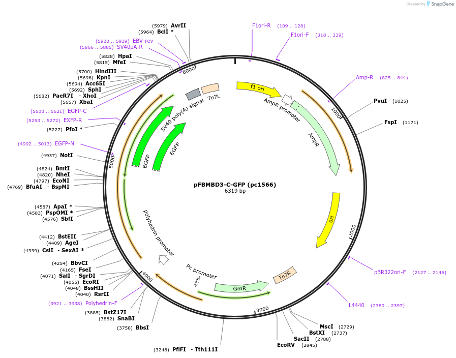 211713-plasmid-map-sequence-id-422502