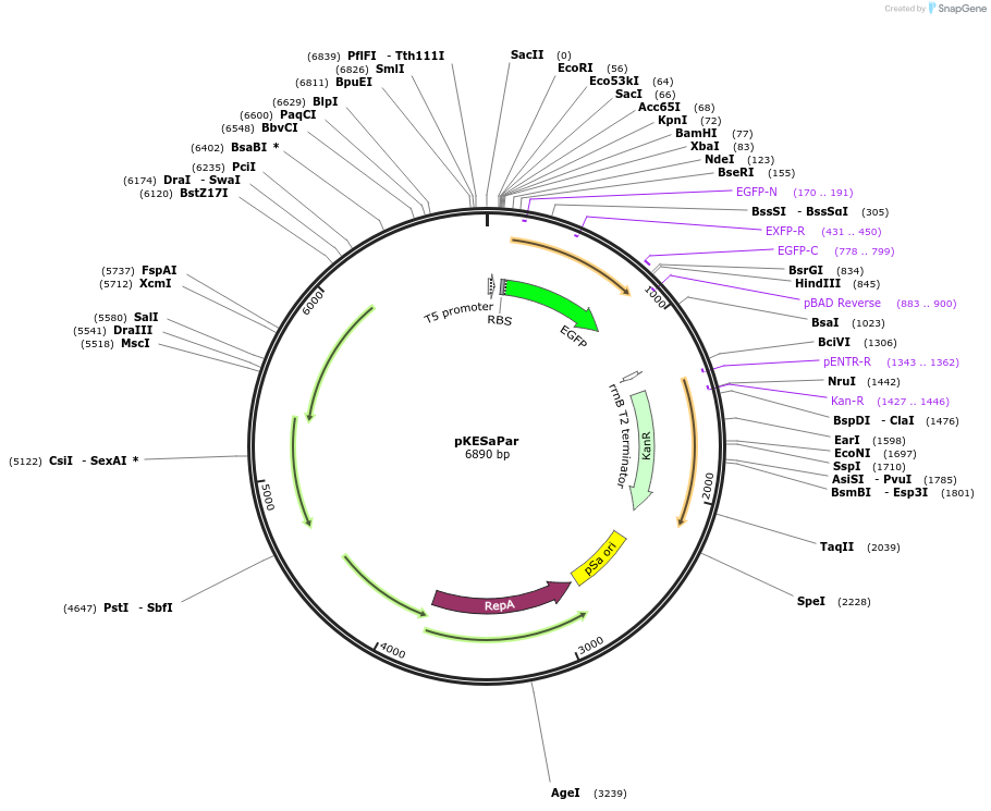 211829-plasmid-map-sequence-id-422517