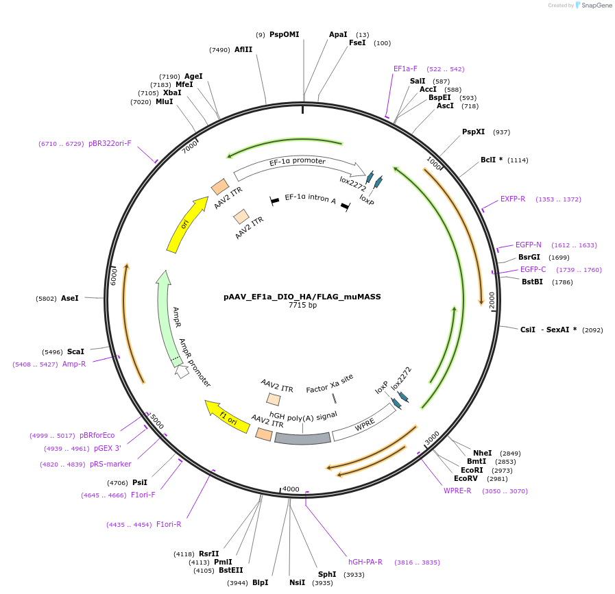 213393-plasmid-map-sequence-id-422523