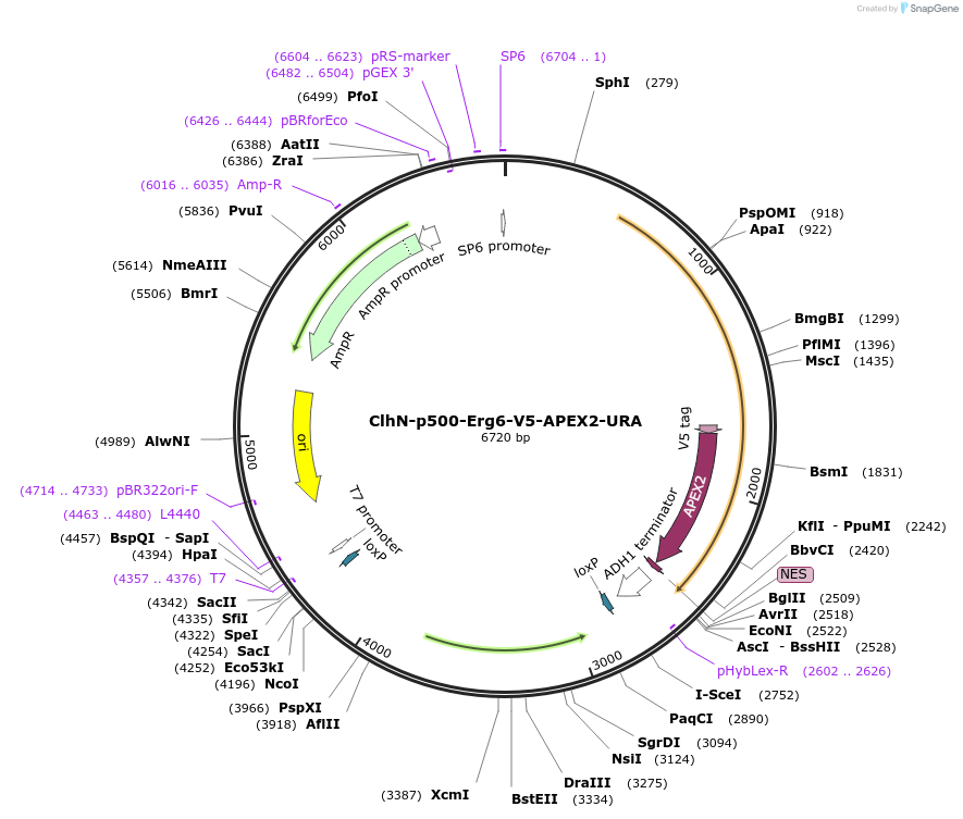 207070-plasmid-map-sequence-id-422540