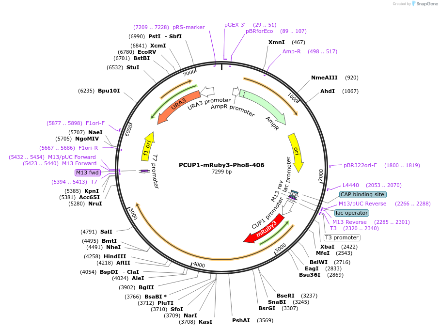 207043-plasmid-map-sequence-id-422542